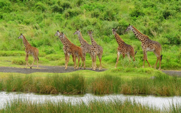 arusha-National-Park-twiga